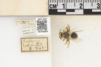 Media type: image;   Entomology 769904 Aspect: Labels